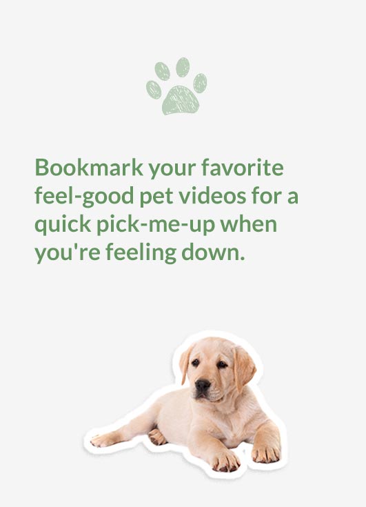 Schedule daily playtime with your pet to boost your mood and keep stress at bay.